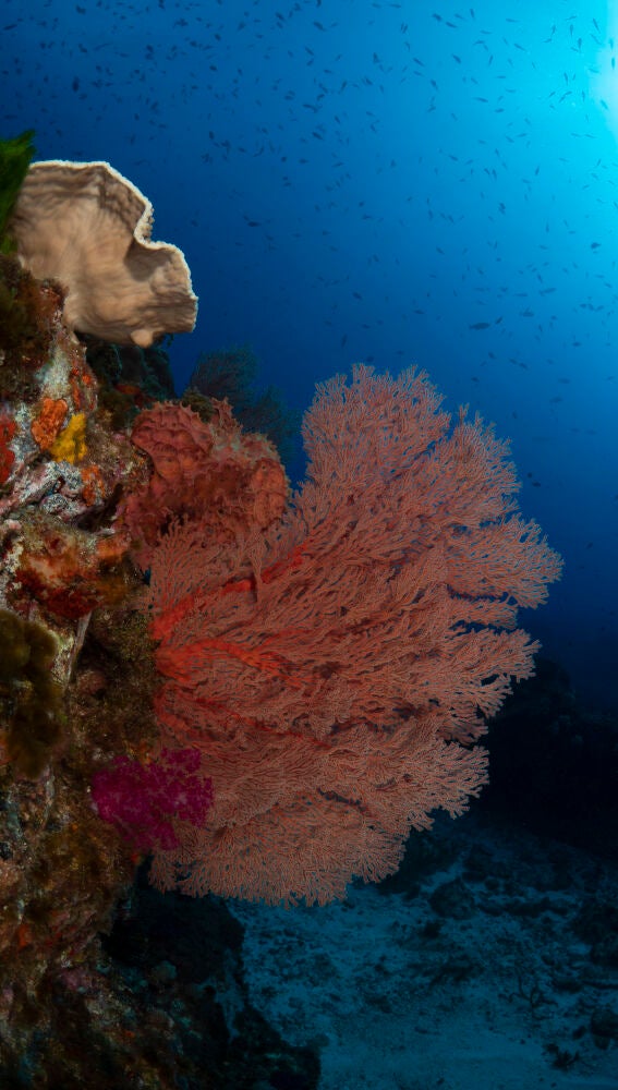 Coral de la isla de Lord Howe, Australia
