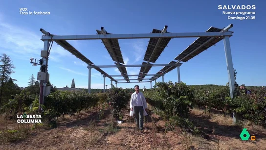 La bodega de Aranda de Duero que desmonta los bulos sobre las renovables y la contaminación: "Tenemos vinos que vuelven al origen" Mientras 'SOS Rural', organización cercana a Vox, propaga vídeos relacionando renovables con contaminación, en Aranda de Duero una bodega demuestra no sólo que no son perjudiciales, sino que son beneficiosas para el viñedo.