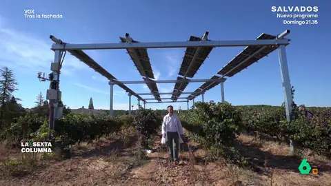 La bodega de Aranda de Duero que desmonta los bulos sobre las renovables y la contaminación: "Tenemos vinos que vuelven al origen" Mientras 'SOS Rural', organización cercana a Vox, propaga vídeos relacionando renovables con contaminación, en Aranda de Duero una bodega demuestra no sólo que no son perjudiciales, sino que son beneficiosas para el viñedo.