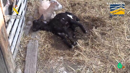 El deplorable estado de un presunto matadero ilegal: "Hac&iacute;an convivir a los animales vivos con los muertos"