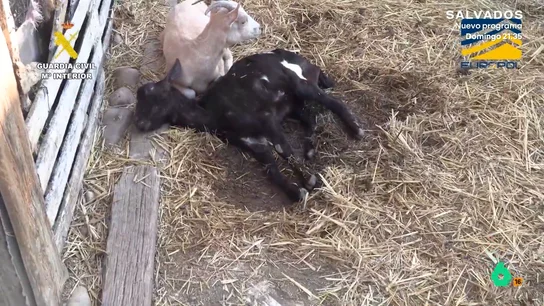 El deplorable estado de un presunto matadero ilegal: "Hacían convivir a los animales vivos con los muertos" El deplorable estado de un presunto matadero ilegal: "Hacían convivir a los animales vivos con los muertos"