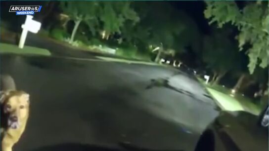El sorprendente v&iacute;deo del perro que salva la vida a su due&ntilde;a anciana contactando con la Polic&iacute;a