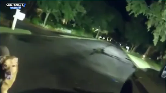 El sorprendente vídeo del perro que salva la vida a su dueña anciana contactando con la Policía El sorprendente vídeo del perro que salva la vida a su dueña anciana contactando con la Policía
