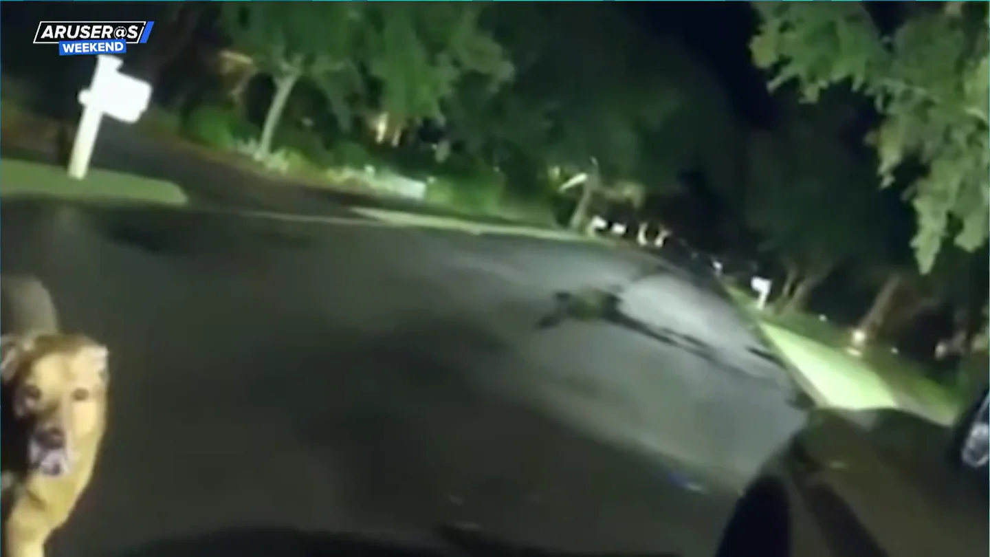 El sorprendente vídeo del perro que salva la vida a su dueña anciana contactando con la Policía El sorprendente vídeo del perro que salva la vida a su dueña anciana contactando con la Policía