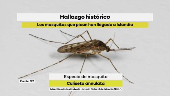 Ejemplar del 'culiseta annulata' hallado en Islandia. Ejemplar del 'culiseta annulata' hallado en Islandia.
