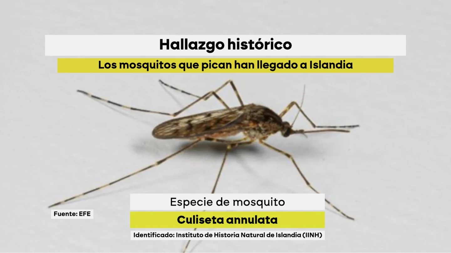 Ejemplar del 'culiseta annulata' hallado en Islandia. Ejemplar del 'culiseta annulata' hallado en Islandia.