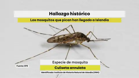 Ejemplar del 'culiseta annulata' hallado en Islandia. Ejemplar del 'culiseta annulata' hallado en Islandia.