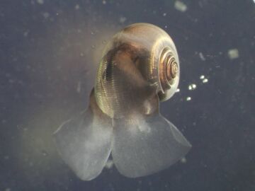 Pter&oacute;podo Limacina helicina