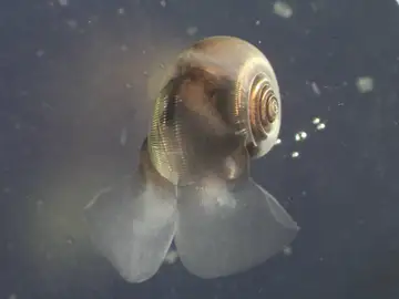 Pterópodo Limacina helicina Pterópodo Limacina helicina