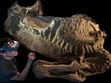 'Momia' del dinosaurio Edmontosaurus annectens