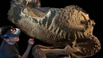 'Momia' del dinosaurio Edmontosaurus annectens