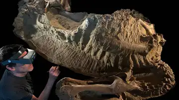 'Momia' del dinosaurio Edmontosaurus annectens 'Momia' del dinosaurio Edmontosaurus annectens