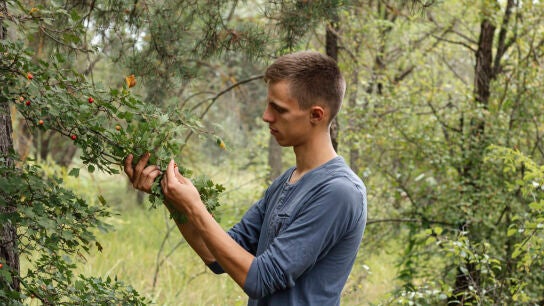Un joven se une al decrecimiento recogiendo bayas silvestres en el campo.