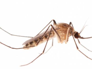 Mosquito Culex Pipiens