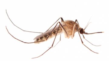Mosquito Culex Pipiens