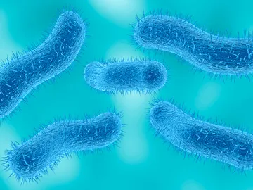 Bacteria Shigella Bacteria Shigella