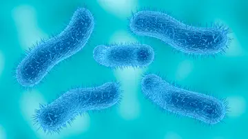 Bacteria Shigella Bacteria Shigella
