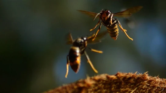 Ejemplares de vespa velutina Ejemplares de vespa velutina