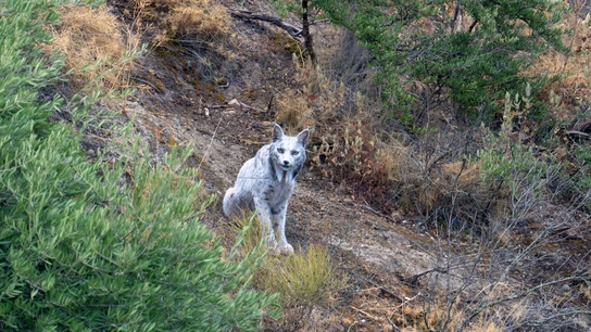 El ejemplar de lince blanco Satureja, cuya imagen se ha hecho viral al ser captada por primera vez por el fotógrafo aficionado Ángel Hidalgo en un paraje cercano a Jaén El ejemplar de lince blanco Satureja, cuya imagen se ha hecho viral al ser captada por primera vez por el fotógrafo aficionado Ángel Hidalgo en un paraje cercano a Jaén