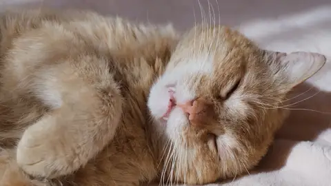 Qué cambios indican que tu gato ya es mayor Qué cambios indican que tu gato ya es mayor