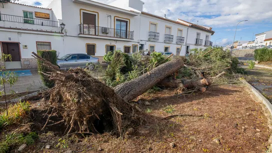 Destrozos en Gibraleón (Huelva) tras el paso de la borrasca Destrozos en Gibraleón (Huelva) tras el paso de la borrasca