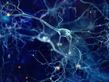 Neuronas Neuronas