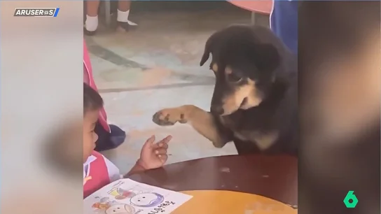 La emotiva historia de la perrita que supera la depresión gracias a la compañía de niños en la escuela La emotiva historia de la perrita que supera la depresión gracias a la compañía de niños en la escuela