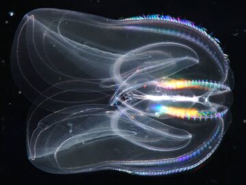 Invertebrado cten&oacute;foro Mnemiopsis leidyi