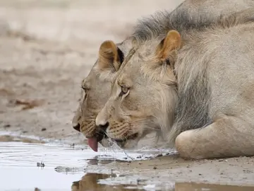Leones bebiendo Leones bebiendo