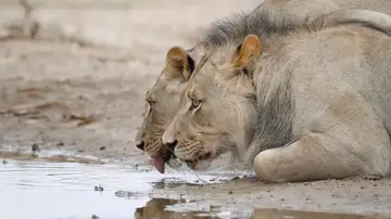 Leones bebiendo Leones bebiendo