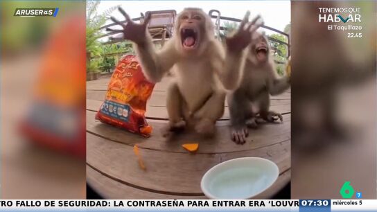 El divertido v&iacute;deo viral del mono que prueba la salsa picante por primera vez: "Qu&eacute; bueno, me representa"