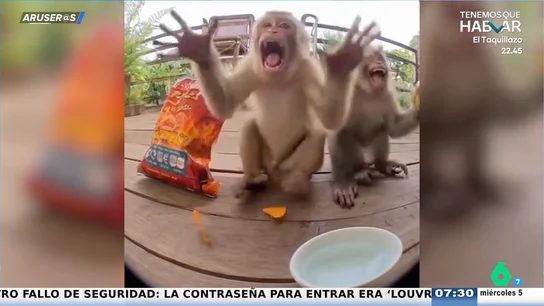 El divertido vídeo viral del mono que prueba la salsa picante por primera vez: "Qué bueno, me representa" El divertido vídeo viral del mono que prueba la salsa picante por primera vez: "Qué bueno, me representa"