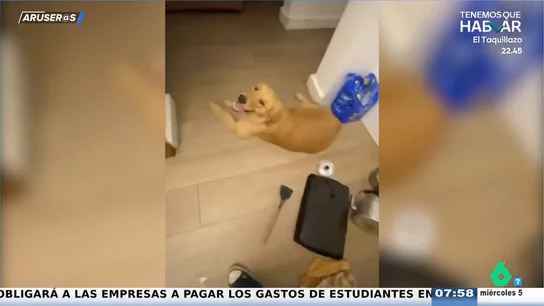 La divertida reacción de un Golden Retriever tras zamparse 22 empanadas: "¿Quién ha sido?" La divertida reacción de un Golden Retriever tras zamparse 22 empanadas: "¿Quién ha sido?"
