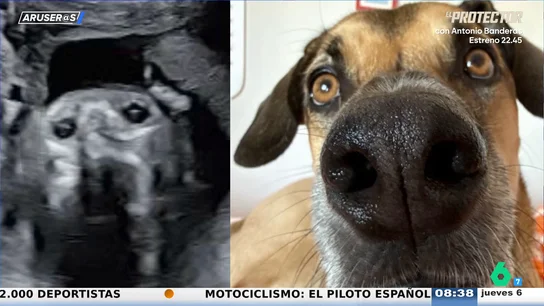 Una ecografía se hace viral por el sorprendente parecido del bebé con el perro de la familia Una ecografía se hace viral por el sorprendente parecido del bebé con el perro de la familia