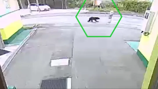 Un oso ataca a una mujer en Japón. Un oso ataca a una mujer en Japón.