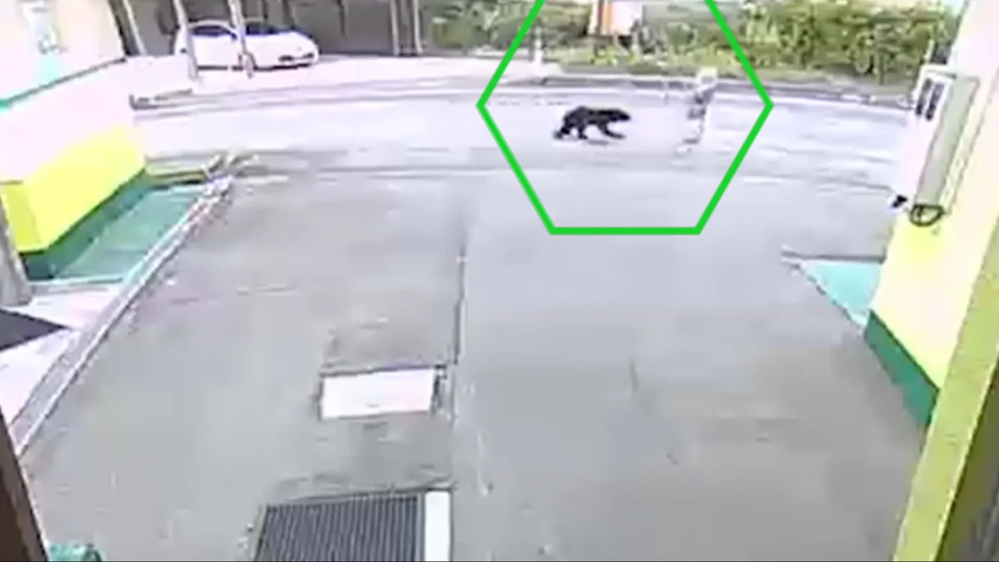 Un oso ataca a una mujer en Japón. Un oso ataca a una mujer en Japón.