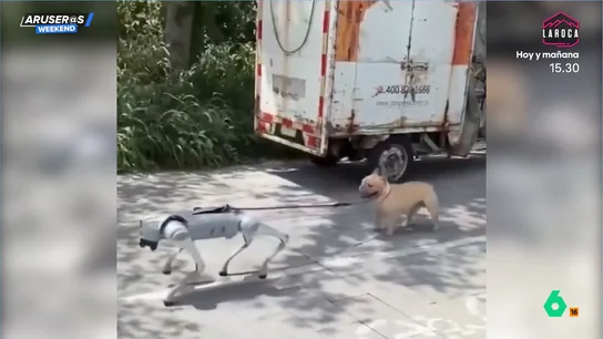 El increíble video viral del perro robot que saca a pasear al perro de verdad: "No le queda otra" El increíble video viral del perro robot que saca a pasear al perro de verdad: "No le queda otra"