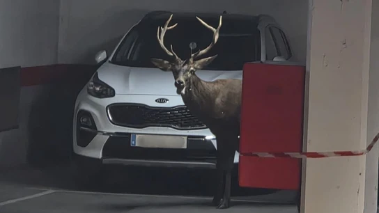 Un ciervo en el aparcamiento de San Martín en Zamora. Un ciervo en el aparcamiento de San Martín en Zamora.