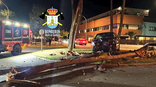 Estado de la furgoneta y la palmera tras el accidente Estado de la furgoneta y la palmera tras el accidente