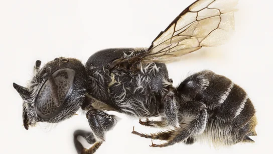 Descubren en Australia la 'abeja Lucifer', un ejemplar con cuernos de diablo Descubren en Australia la 'abeja Lucifer', un ejemplar con cuernos de diablo