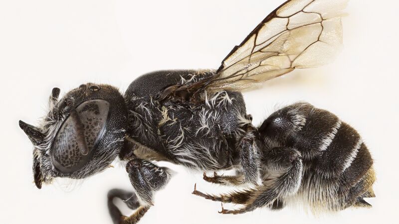 Descubren en Australia la 'abeja Lucifer', un ejemplar con cuernos de diablo