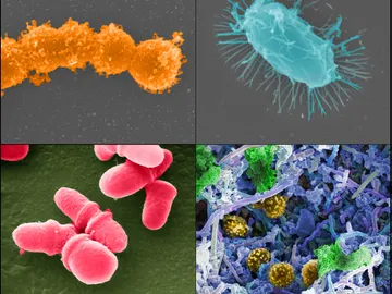 Diversas bacterias de nuestra microbiota Diversas bacterias de nuestra microbiota