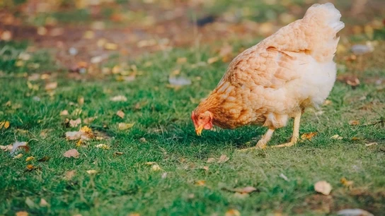 Las claves de la gripe aviar: qué es, zonas de riesgo en España y posibilidad de contagio a humanos Las claves de la gripe aviar: qué es, zonas de riesgo en España y posibilidad de contagio a humanos