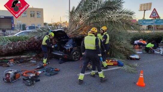 Un conductor fallece al impactar una palmera en el coche que conduc&iacute;a en Torrevieja.