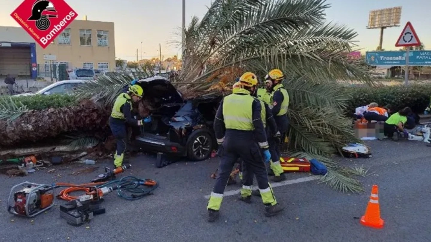 Un conductor fallece al impactar una palmera en el coche que conducía en Torrevieja. Un conductor fallece al impactar una palmera en el coche que conducía en Torrevieja.