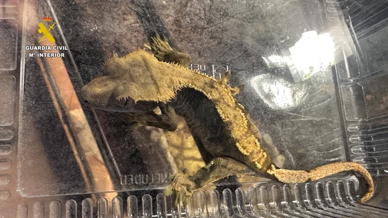 Un animal rescatado por la Guardia Civil Un animal rescatado por la Guardia Civil