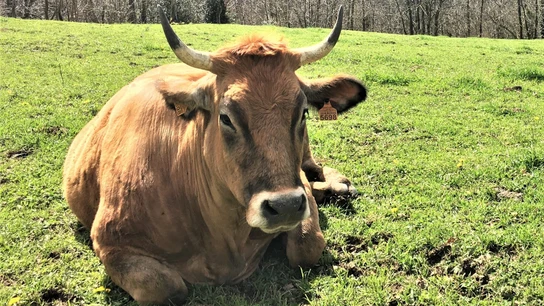 Foto de archivo de una vaca Foto de archivo de una vaca