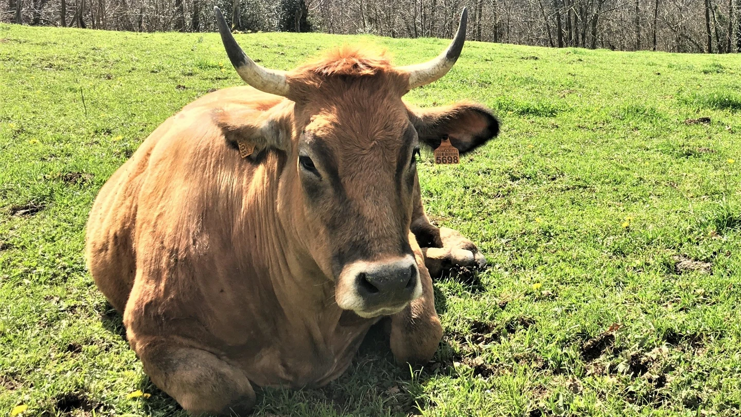 Foto de archivo de una vaca Foto de archivo de una vaca