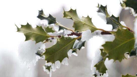 Varias hojas, completamente heladas