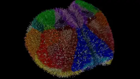 Copia virtual de la corteza cerebral completa de un ratón Copia virtual de la corteza cerebral completa de un ratón